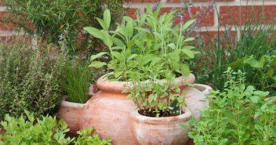 Top 5 Mediterranean Herbs to Grow in the Garden | Gardener's Path - gardenerspath.com
