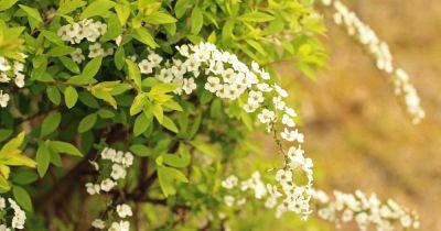 How to Grow and Care for Mellow Yellow ‘Ogon’ Spirea | Gardener's Path - gardenerspath.com - Usa - China - Britain - Japan