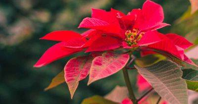 Tips for Growing Poinsettias Outdoors - gardenerspath.com