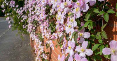 13 of the Best Spring-Flowering Clematis Varieties - gardenerspath.com