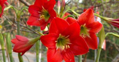 Tips for Growing Amaryllis (Hippeastrum) in the Garden - gardenerspath.com - Usa - Britain - South Africa - Sweden