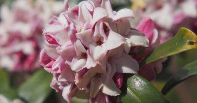 How to Grow and Care for Winter Daphne - gardenerspath.com