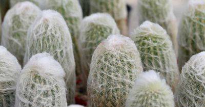 How to Grow and Care for Old Man Cactus Indoors - gardenerspath.com - Mexico