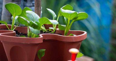 How to Grow Bok Choy in Containers - gardenerspath.com - Usa