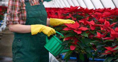 How to Water Poinsettia Plants - gardenerspath.com