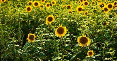 How to Grow Sunflowers as a Cover Crop - gardenerspath.com