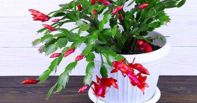 Is Christmas Cactus Toxic to Cats? - gardenerspath.com