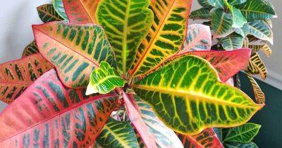 How to Cultivate Croton Plants Indoors - gardenerspath.com - Australia