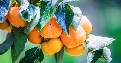 15 of the Best Asian Persimmon Varieties - gardenerspath.com - Usa