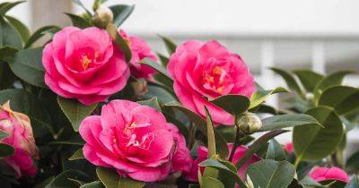 How to Propagate Camellia Flowers - gardenerspath.com