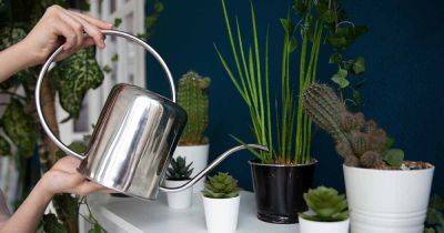 9 of the Best Watering Cans for Houseplant Care - gardenerspath.com