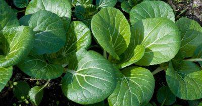 How to Identify and Treat Bok Choy Diseases - gardenerspath.com