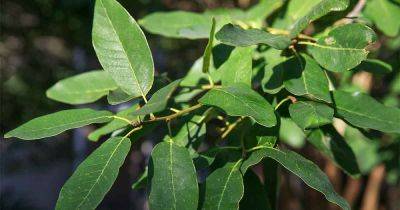 Top 5 Reasons to Plant Mexican White Oak - gardenerspath.com -  Texas - Mexico - Guatemala