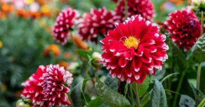 How and When to Divide Dahlias - gardenerspath.com - Usa