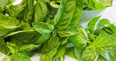 How to Propagate Basil from Seed - gardenerspath.com - Thailand