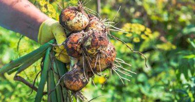 How To Harvest and Cure Onions - gardenerspath.com