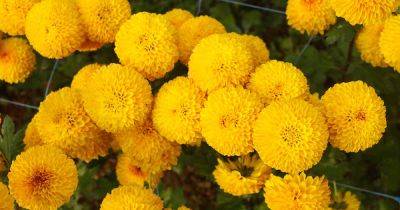 Tips for Growing African Marigolds - gardenerspath.com - Usa -  Oregon - Spain - Mexico