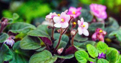 How to Propagate African Violets from Leaf Cuttings - gardenerspath.com -  Oregon