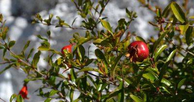 The Best Methods to Propagate Pomegranate Trees - gardenerspath.com