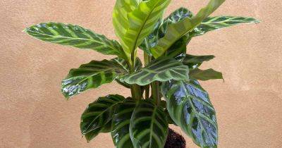 How to Grow and Care for Calathea Zebrina Plants - gardenerspath.com