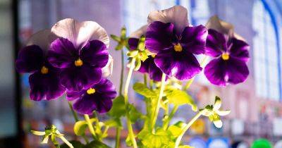 Tips for Growing Violets, Violas, and Pansies Indoors - gardenerspath.com