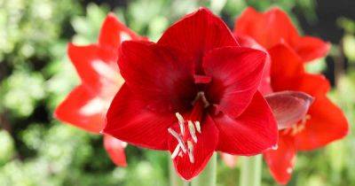 How to Care for Amaryllis After Flowering - gardenerspath.com