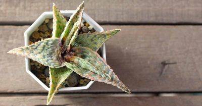 How to Identify and Control Mites on Succulents - gardenerspath.com