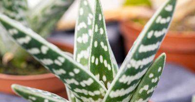 How to Grow and Care for Variegated Tiger Aloe - gardenerspath.com - South Africa