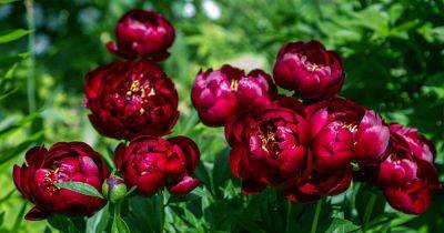 9 Reasons Why Your Peony Fails to Bloom - gardenerspath.com