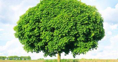 How to Grow and Care for Norway Maple Trees - gardenerspath.com - Usa - Russia - Spain - Norway