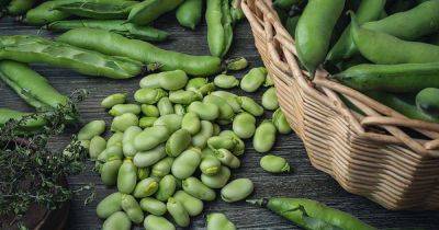 How to Plant and Grow Fava Beans - gardenerspath.com