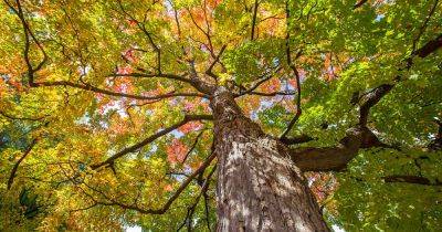 How to Grow and Care for Sugar Maple Trees - gardenerspath.com - Usa - Canada