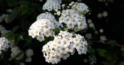 How to Care for Spirea Shrubs in Winter - gardenerspath.com