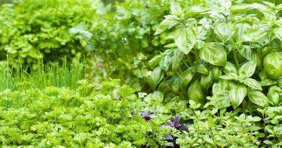 Tips for Growing an Edible Herb Garden - gardenerspath.com