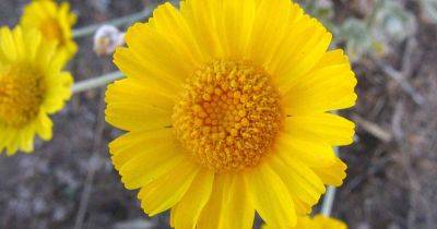 How to Grow and Care for Desert Marigolds - gardenerspath.com - Usa