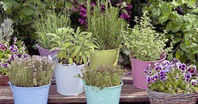 How to Grow Herbs in Containers | Gardener's Path - gardenerspath.com - France - Italy