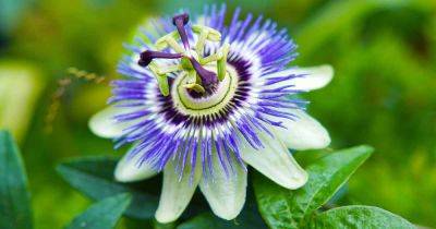 How to Overwinter Passionflower Vines Inside or Outdoors - gardenerspath.com