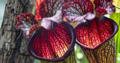 How to Care for Dormant Pitcher Plants in Winter - gardenerspath.com