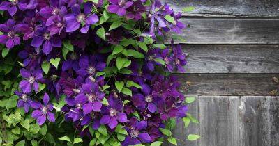 Clematis Types and How to Identify Your Vines - gardenerspath.com