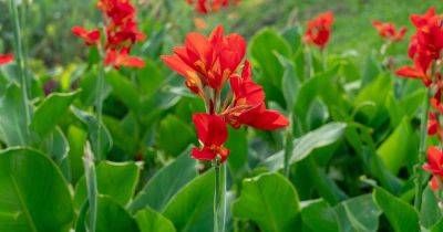 How to Identify and Control Common Canna Lily Pests - gardenerspath.com