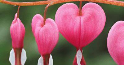 3 Common Reasons Why Bleeding Hearts Fail to Bloom - gardenerspath.com