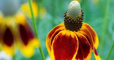 How to Plant and Grow Mexican Hat Flowers - gardenerspath.com - Usa - Mexico