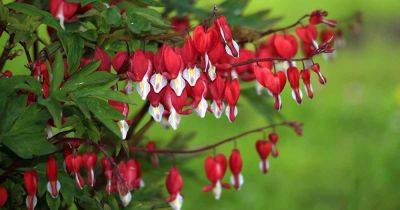 Do Bleeding Heart Flowers Change Color? - gardenerspath.com - Usa