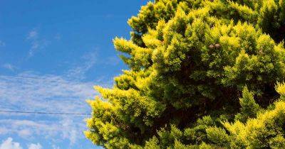 How to Plant and Grow Chinese Junipers - gardenerspath.com - China - Russia - Japan - Taiwan