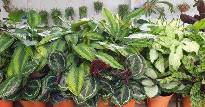 How to Grow and Care for Prayer Plants | Gardener's Path - gardenerspath.com