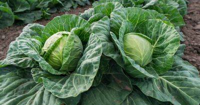 How to Prune Cabbage Leaves (And Why You Should) - gardenerspath.com