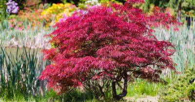 How to Propagate Japanese Maples from Seed - gardenerspath.com - Japan