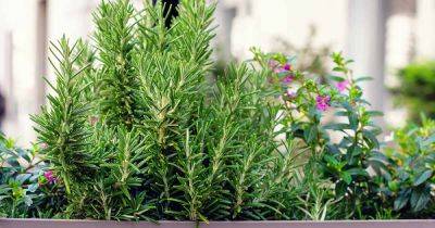 How to Grow Rosemary in Pots and Containers - gardenerspath.com