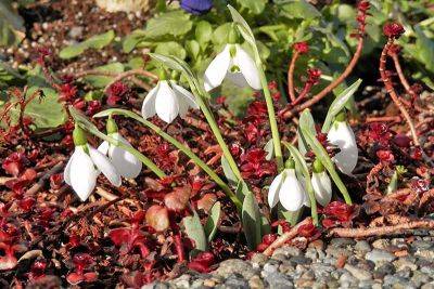 How to Grow Snowdrop Flowers (Galanthus) - gardenerspath.com - Iran - Turkey