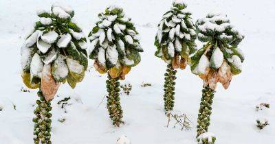 Tips for Growing Brussels Sprouts in Winter - gardenerspath.com
